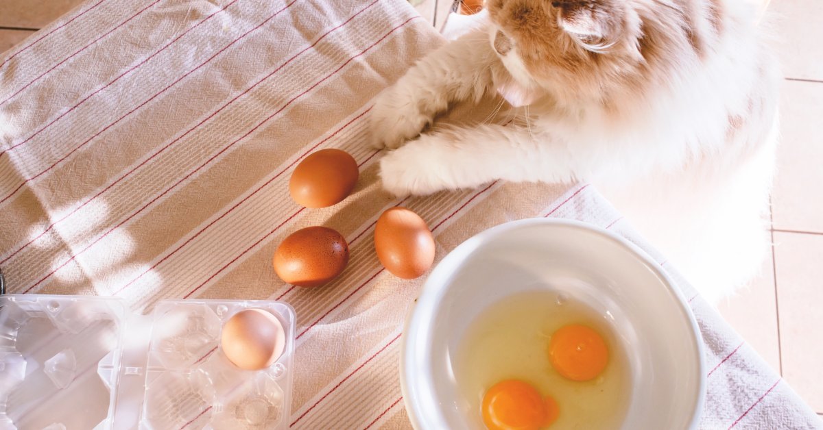 روزی چندتا تخم مرغ برای گربه مجازه؟